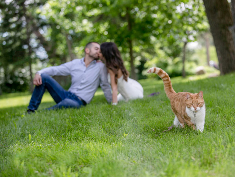 cats photobombing