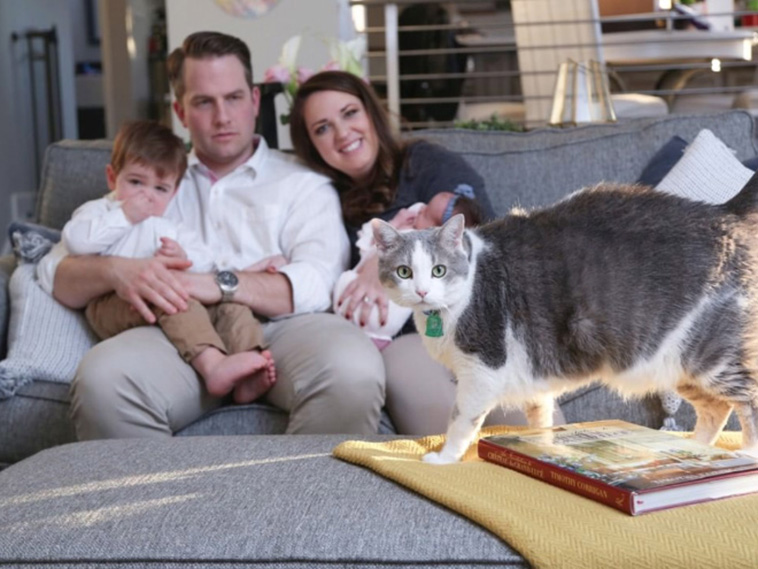 cats photobombing