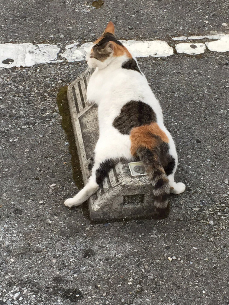 cats use parking bumpers