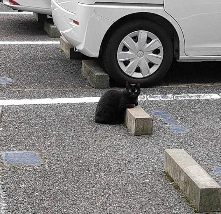 cats use parking bumpers as pillows