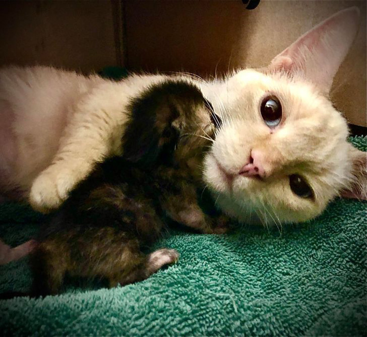 safest place next to mom