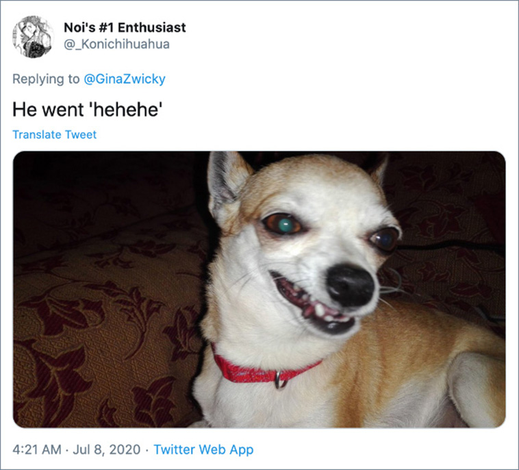 ugly pet photos