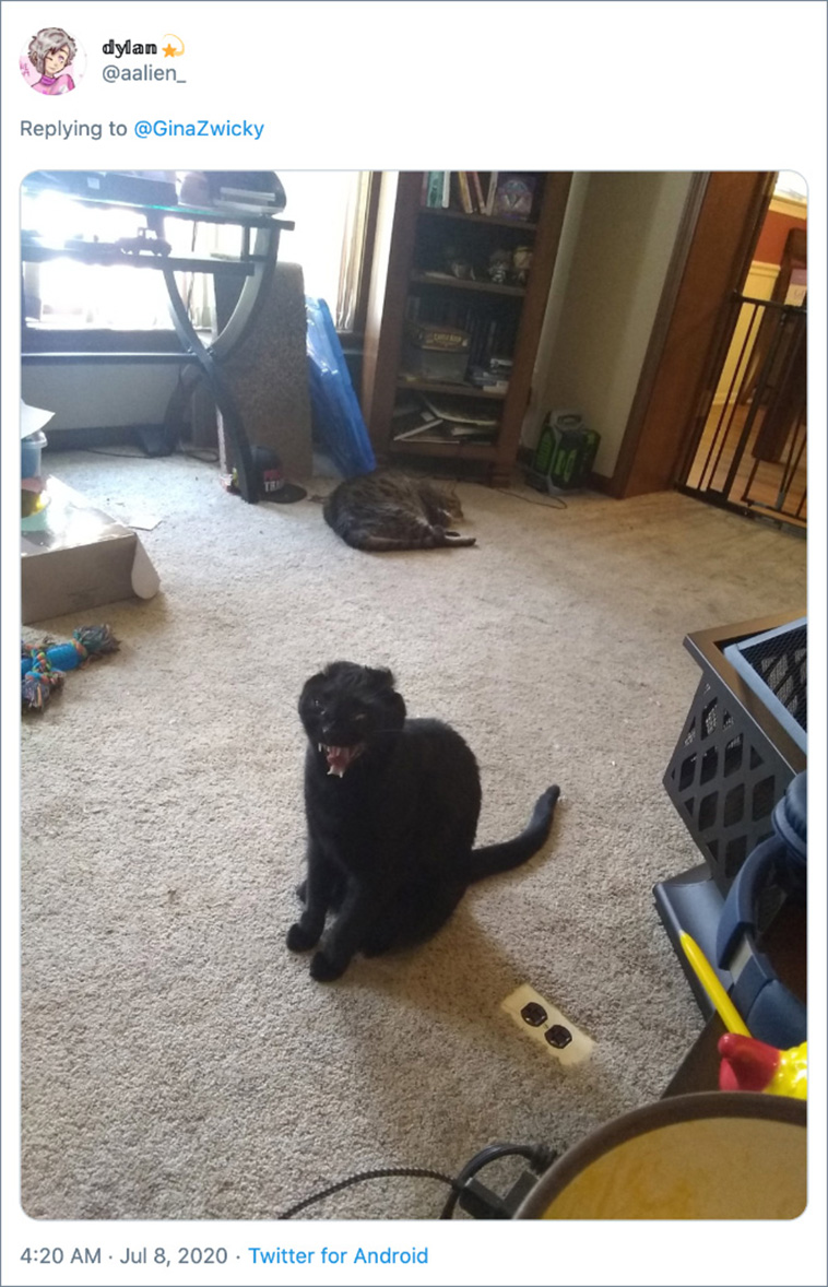 ugly pet photos