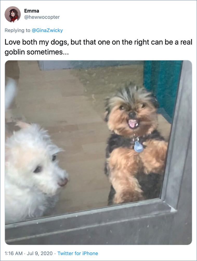ugly pet photos
