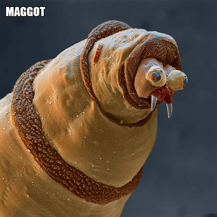 microscopic creatures