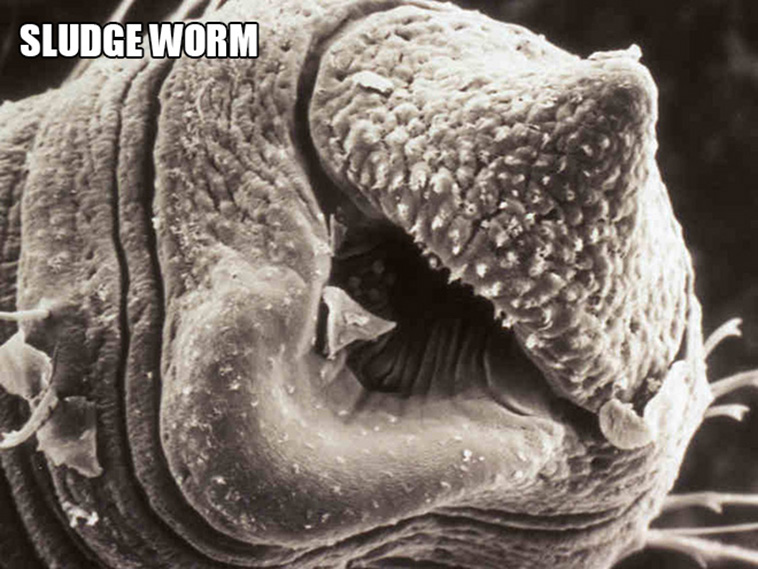 weird creatures