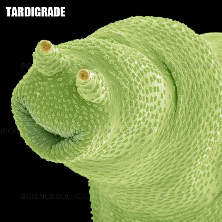weird microscopic creatures