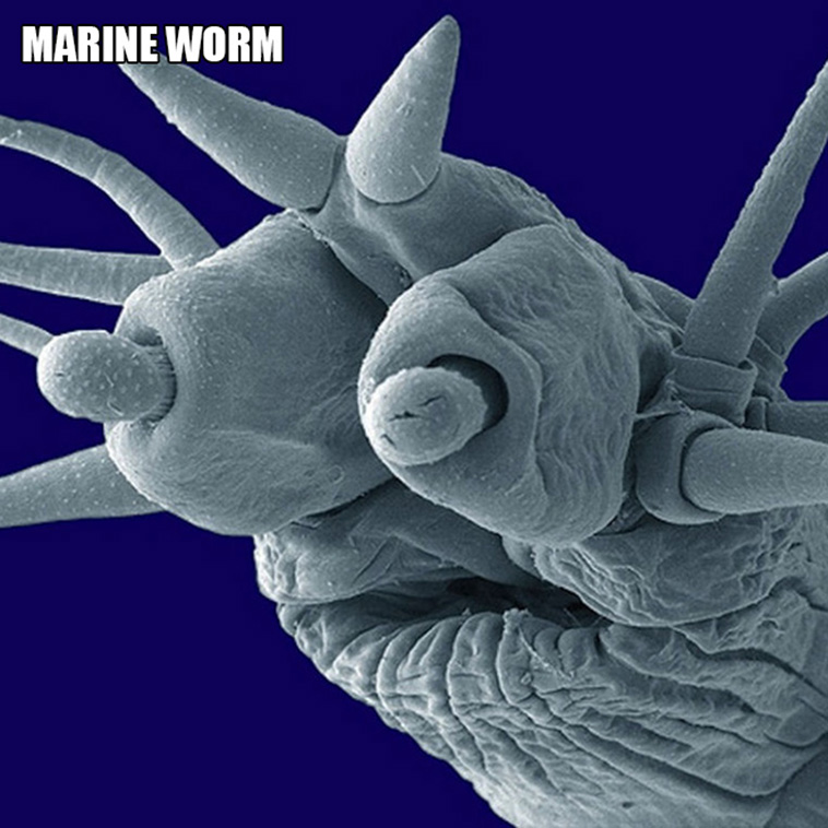 weird microscopic creatures