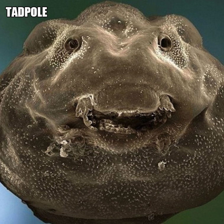 weird microscopic creatures