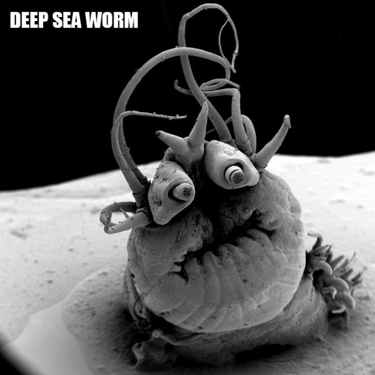 weird microscopic creatures