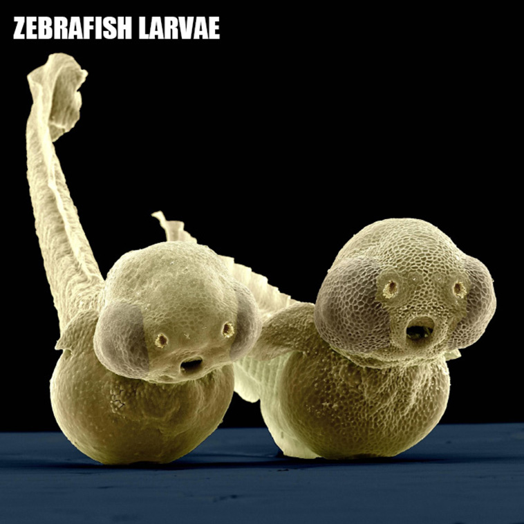 weird microscopic creatures