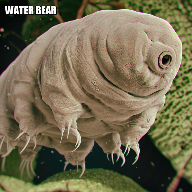 weird creatures