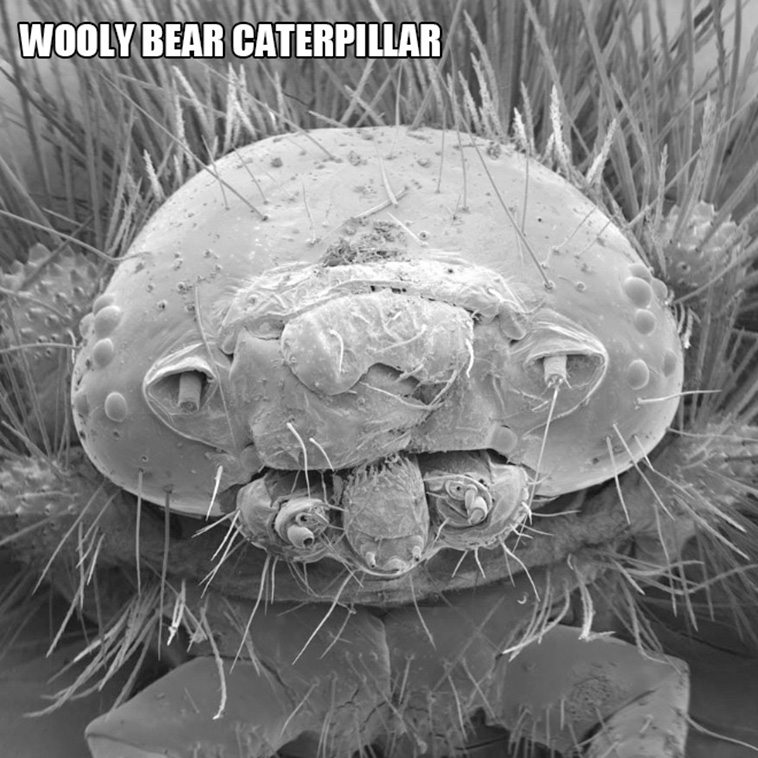 weird creatures