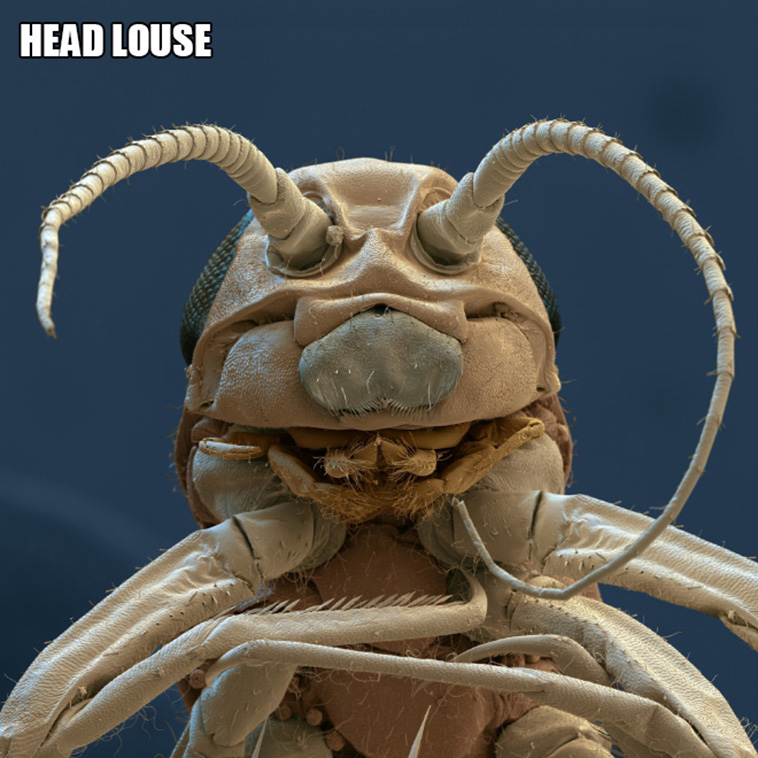 weird creatures