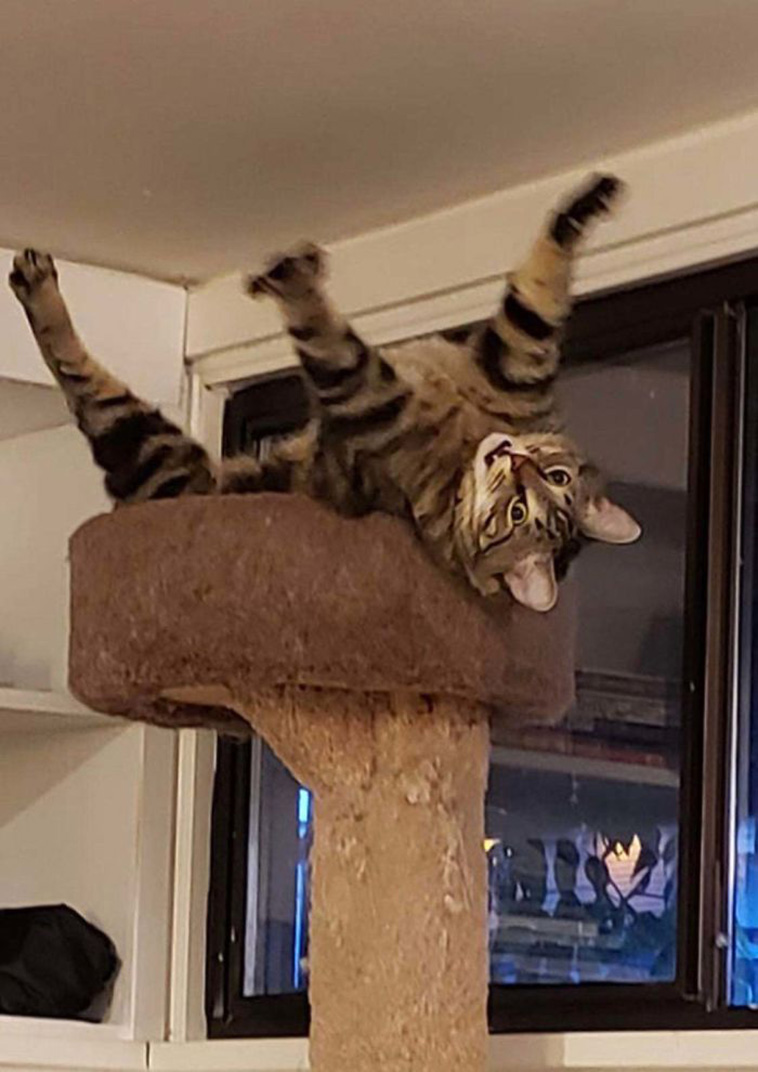 What’s Wrong With My Cat
