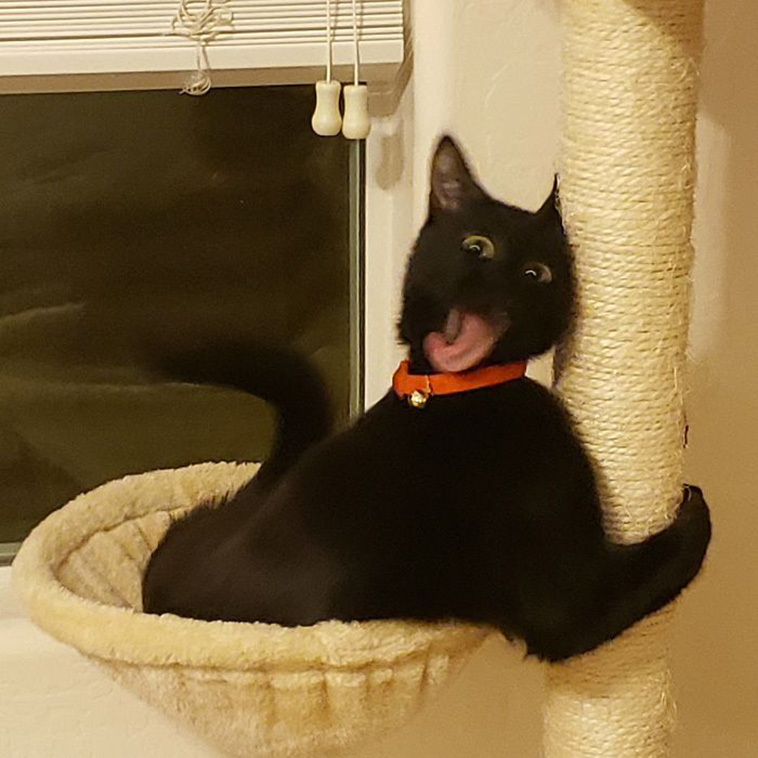 What’s Wrong With My Cat