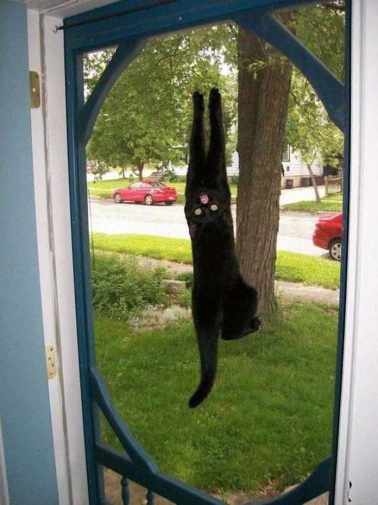 What’s Wrong With My Cat