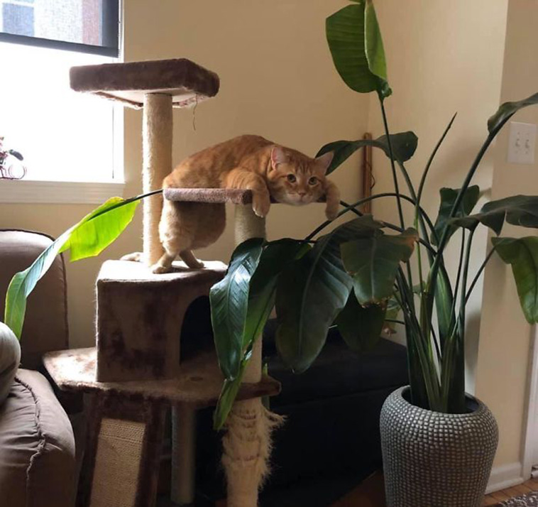 What’s Wrong With My Cat