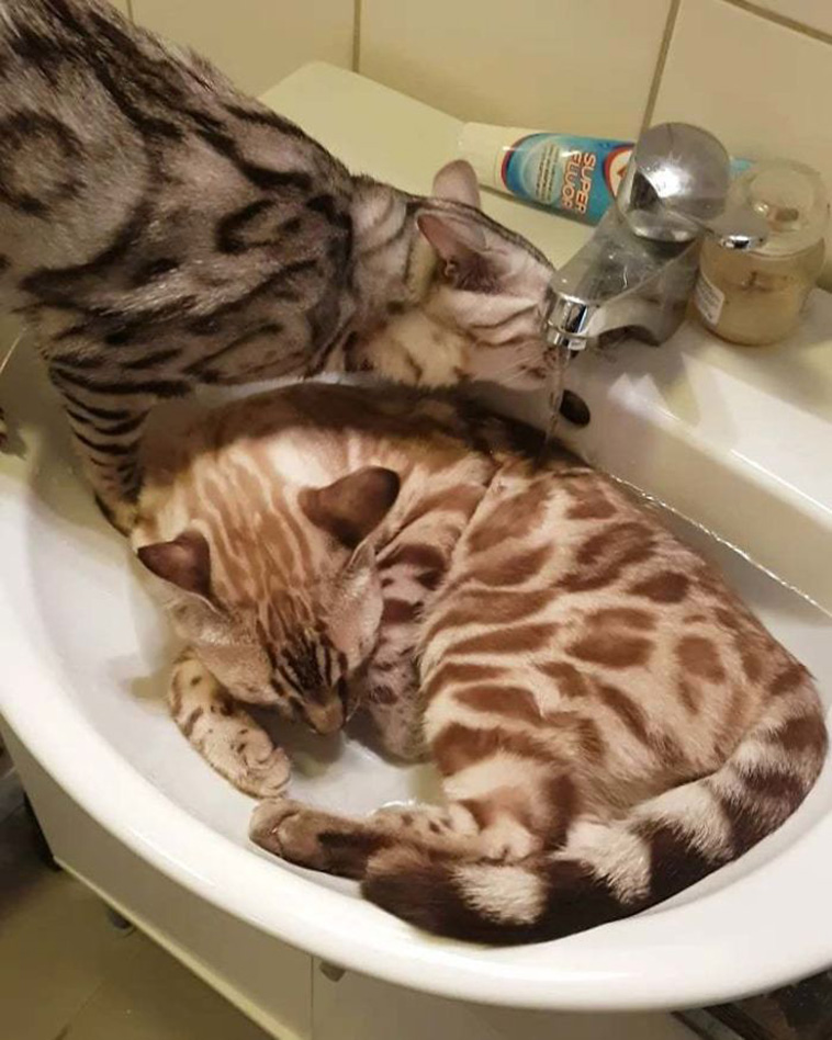 What’s Wrong With My Cat
