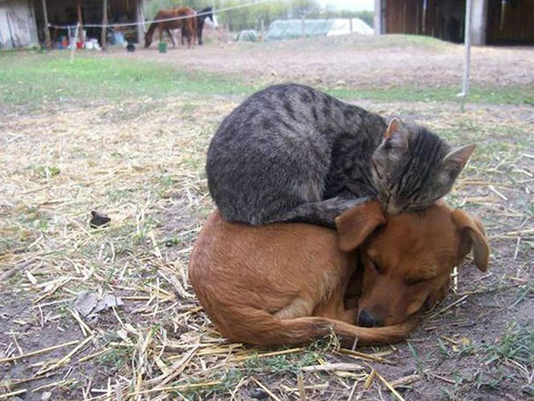 animals love warmth