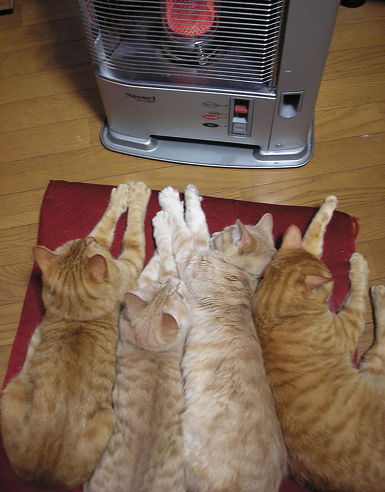 animals love warmth
