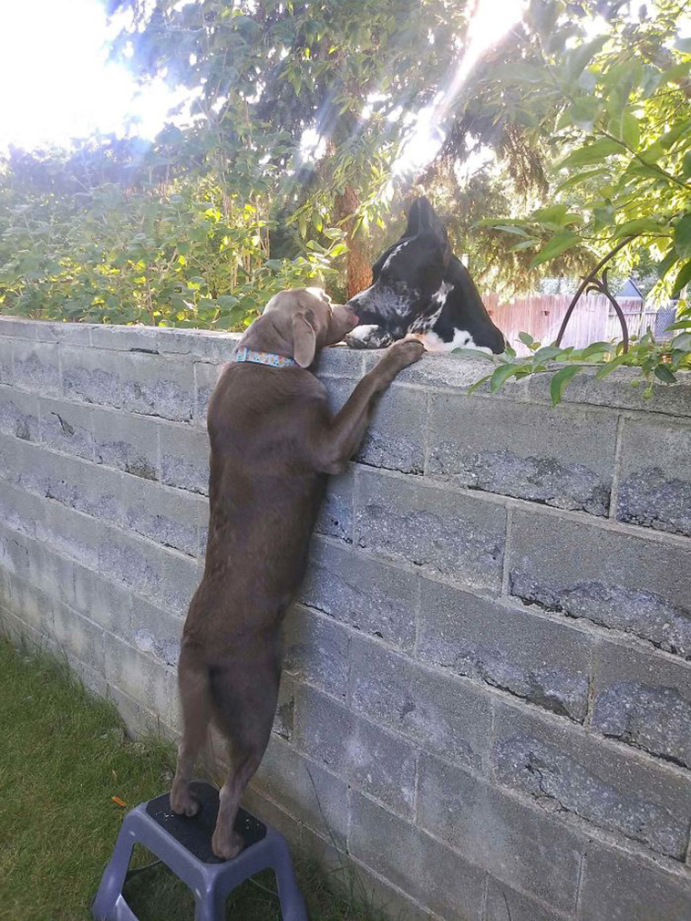 animals pets friendship