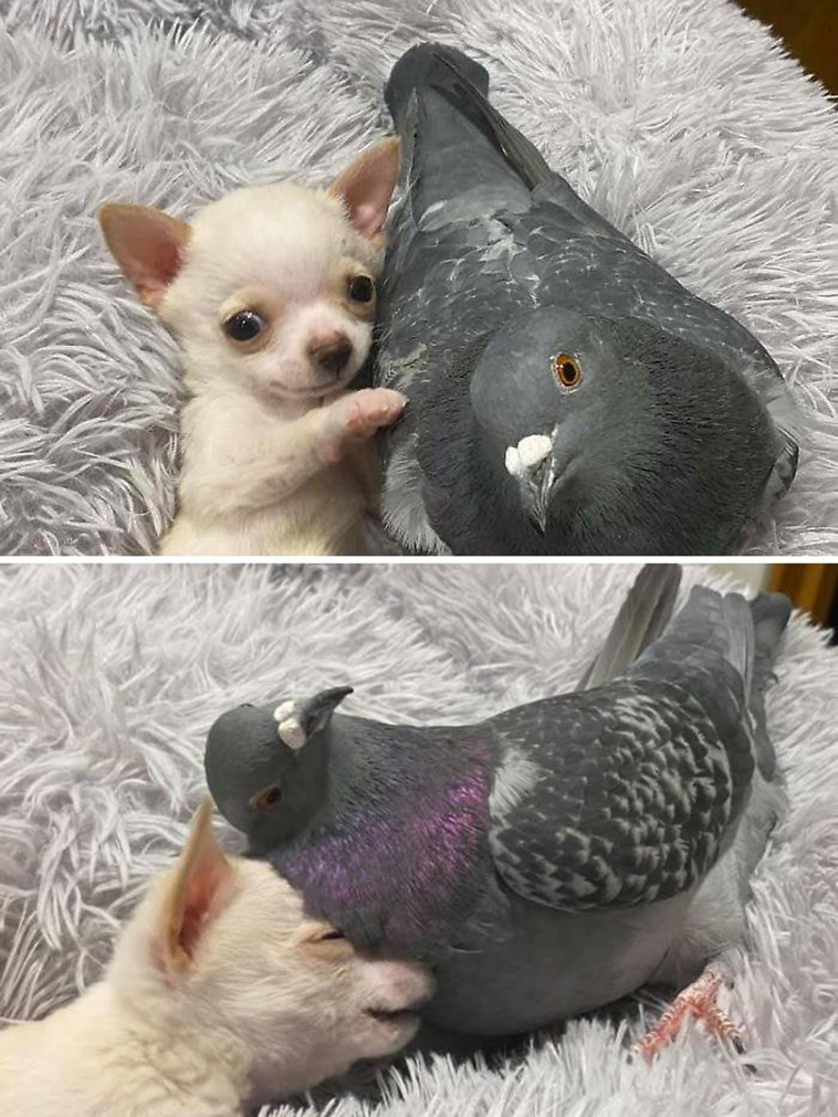 animals pets friendship