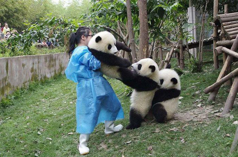animals pets friendship