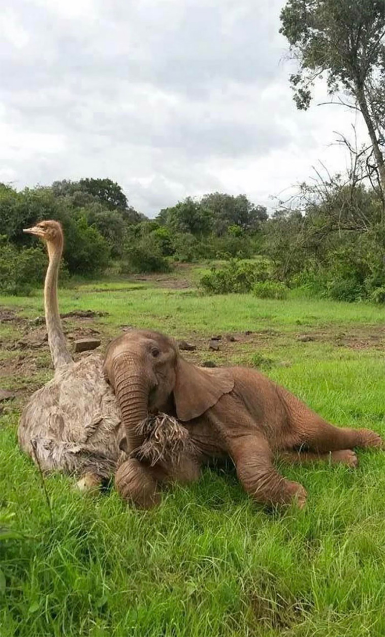 animals friendship