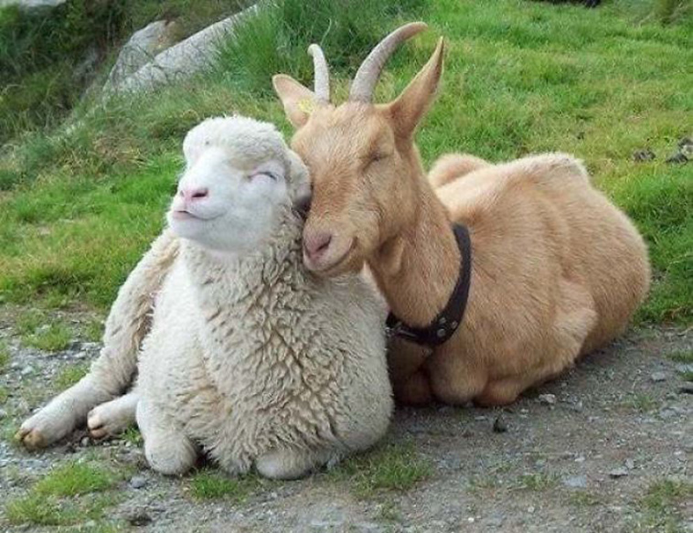 animals pets friendship