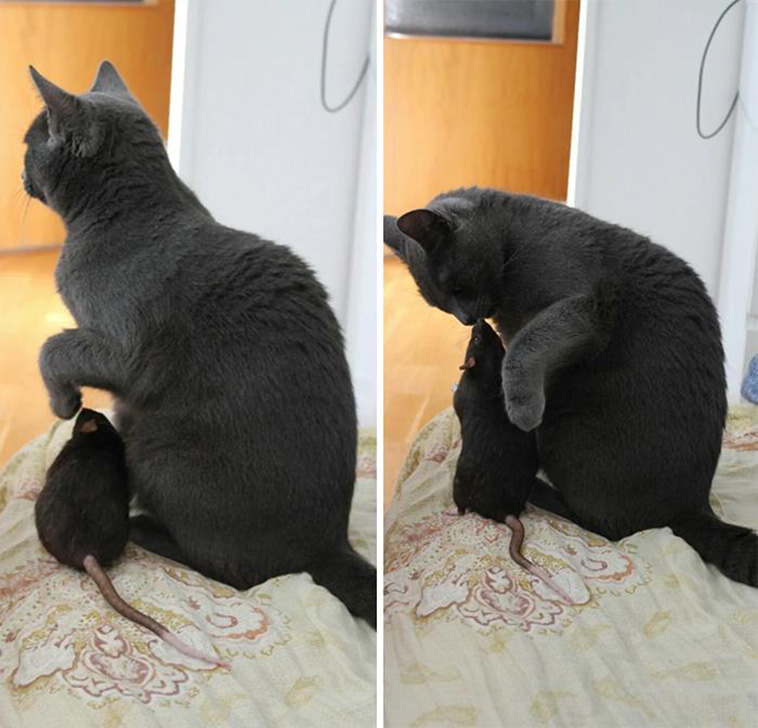 animals pets friendship