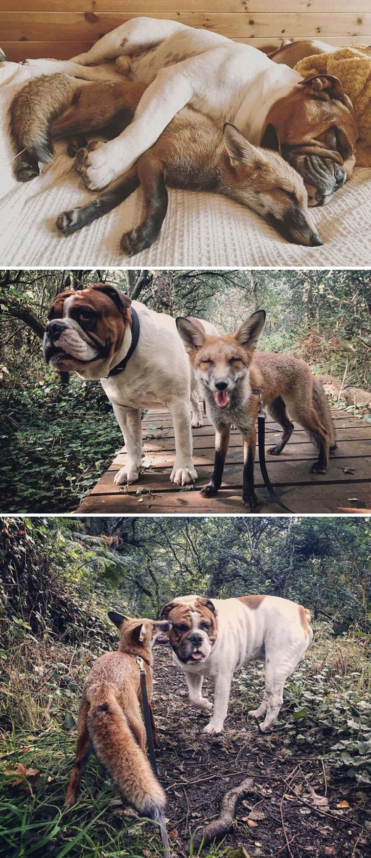 animals pets friendship