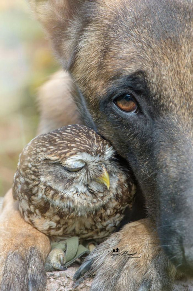 animals pets friendship