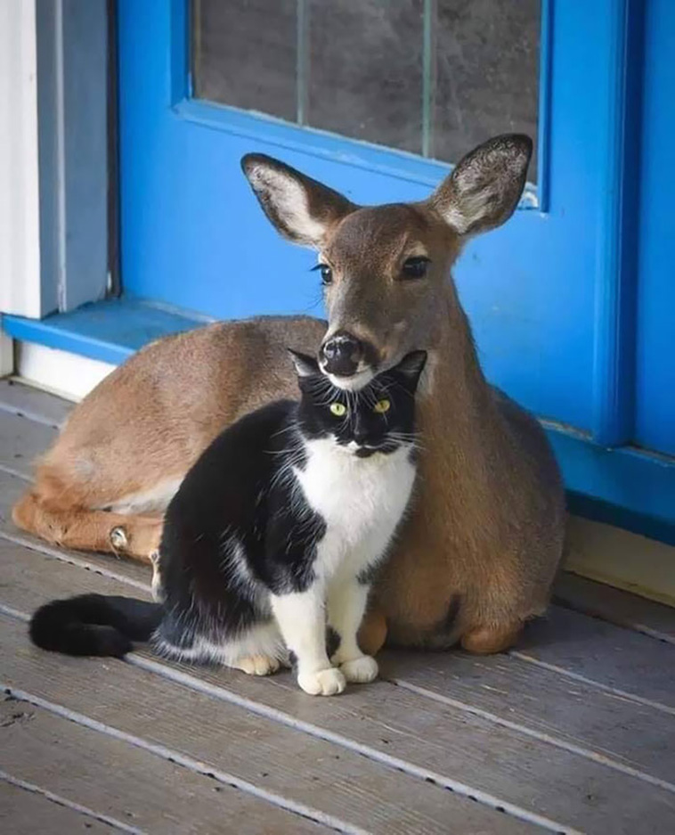 animals friendship