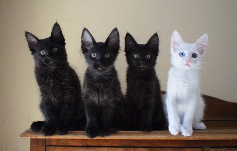 cats with unique marks