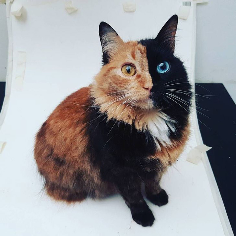 cats with unique marks