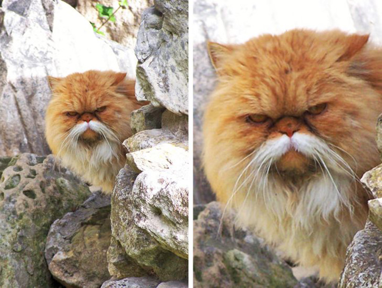 cats with unique marks