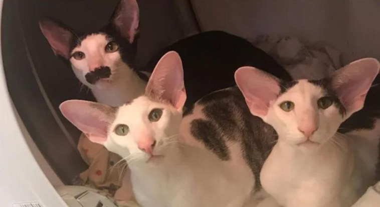 cats with unique marks