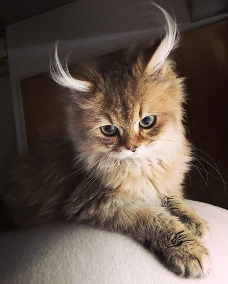 cats with unique marks
