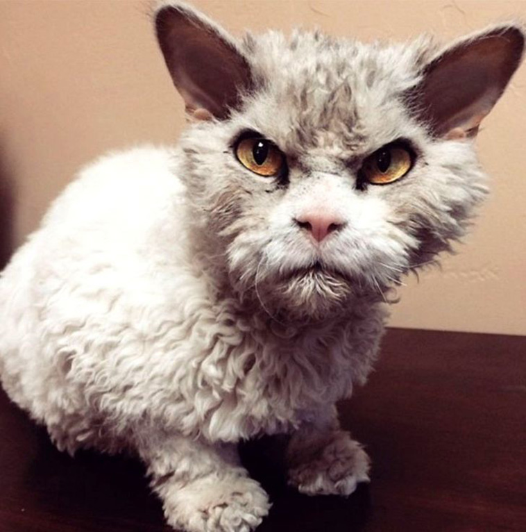 cats with unique marks