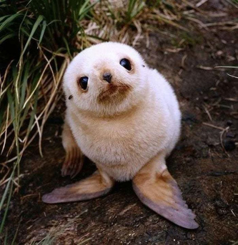 fun facts about animals