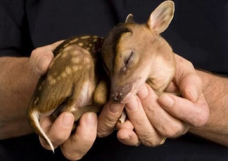 fun facts about animals