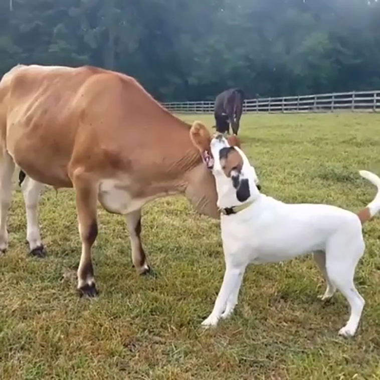 fun facts about animals
