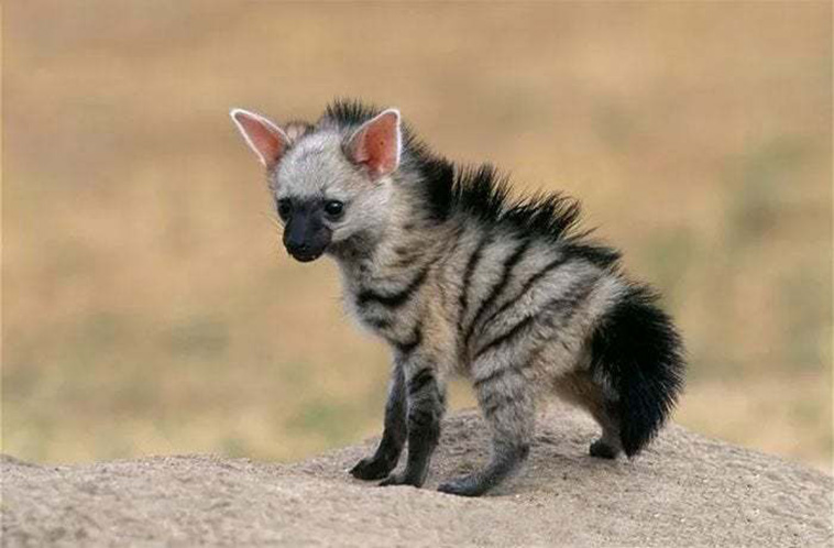 fun facts about animals