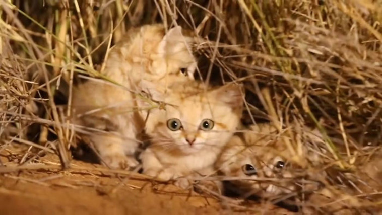 fun facts about animals