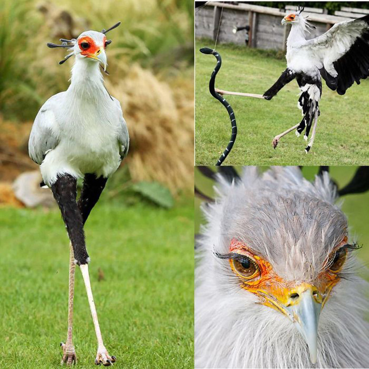 cute facts about animals