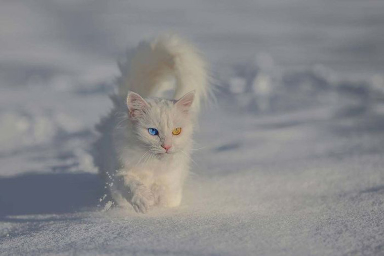 cute facts about animals