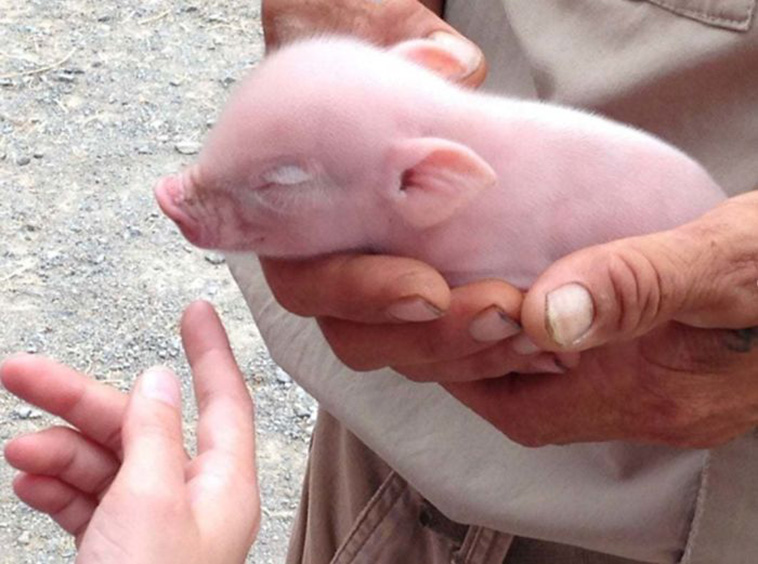 cute facts about animals