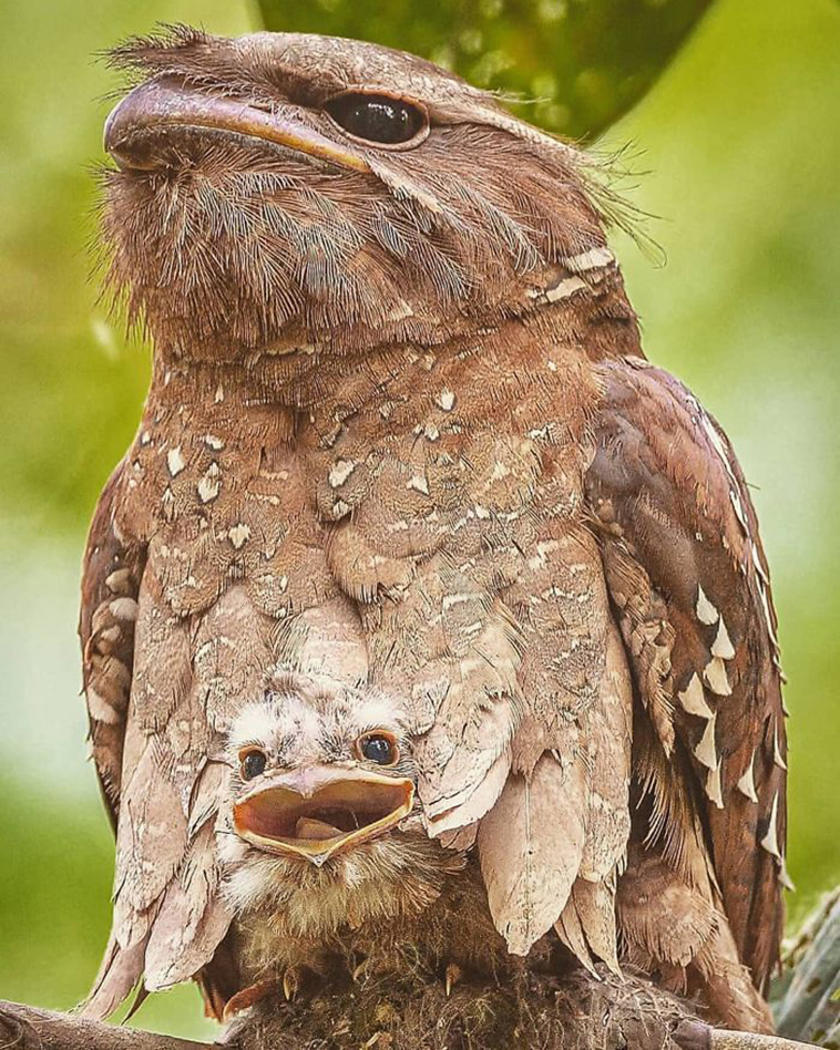 frogmouth birds babies
