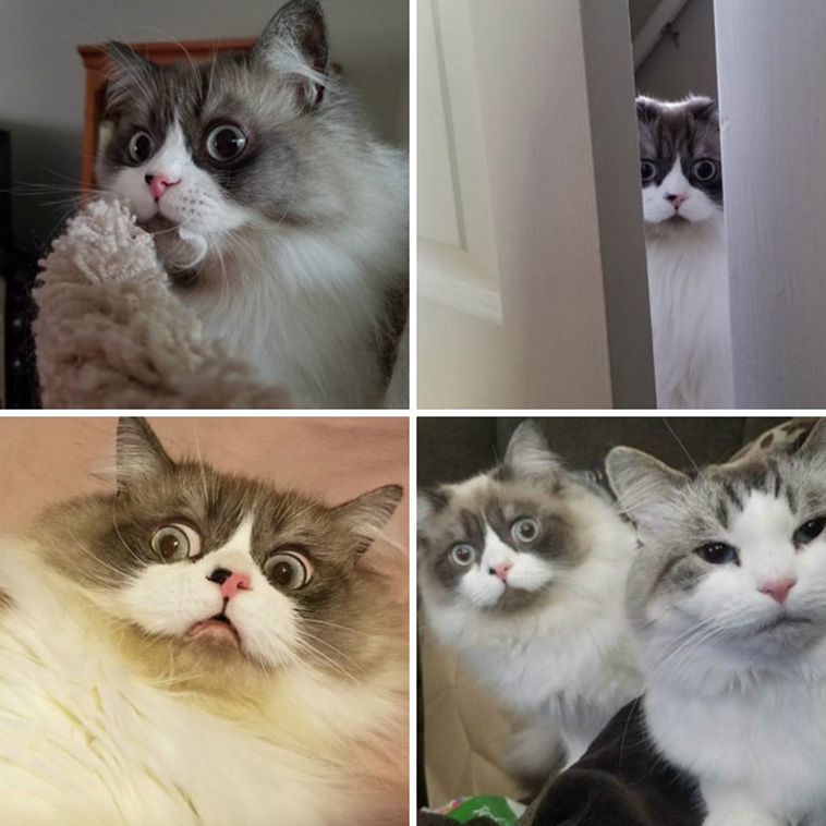 funny cats emotions